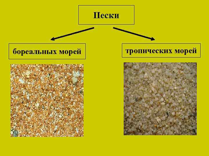 Пески бореальных морей тропических морей 