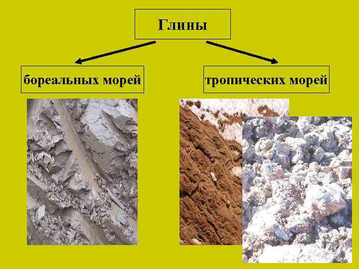 Глины бореальных морей тропических морей 