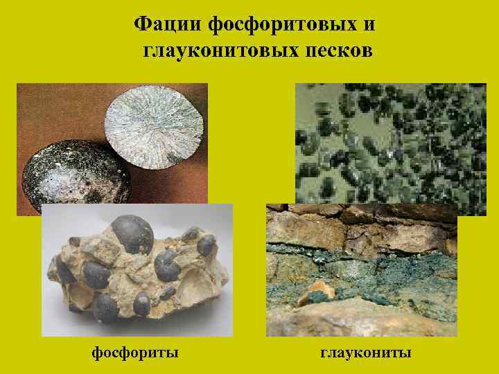 Фации фосфоритовых и глауконитовых песков фосфориты глаукониты 