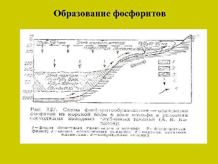 Образование фосфоритов 