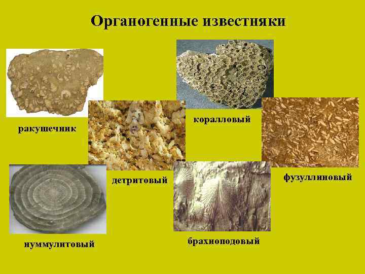 Органогенные известняки коралловый ракушечник фузуллиновый детритовый нуммулитовый брахиоподовый 