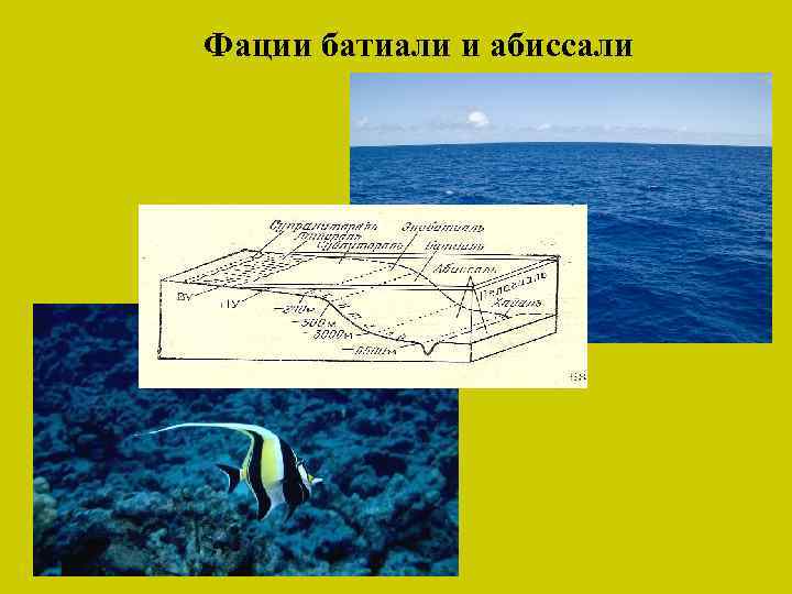 Фации батиали и абиссали 