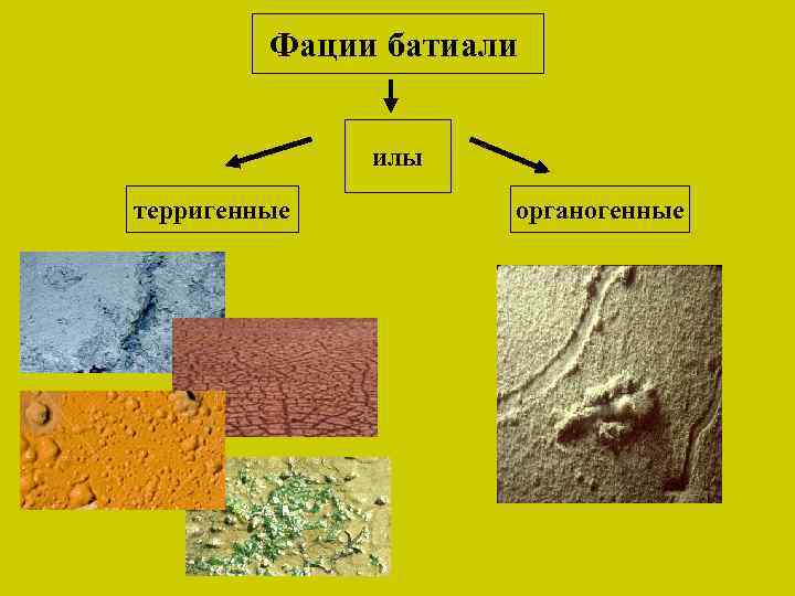 Фации батиали илы терригенные органогенные 