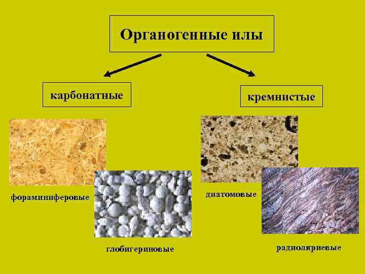 Органогенные илы карбонатные кремнистые диатомовые фораминиферовые глобигериновые радиоляриевые 