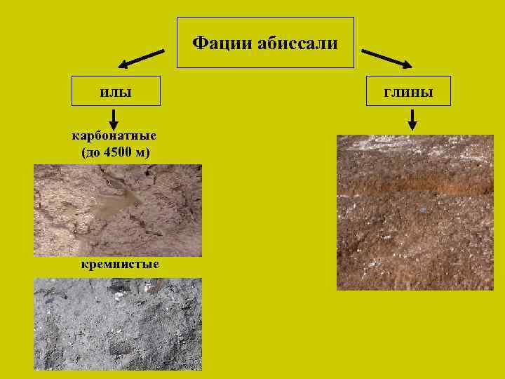 Фации абиссали илы карбонатные (до 4500 м) кремнистые глины 