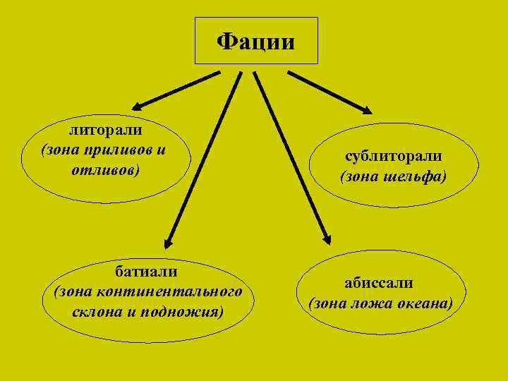 Фации литорали (зона приливов и отливов) батиали (зона континентального склона и подножия) сублиторали (зона
