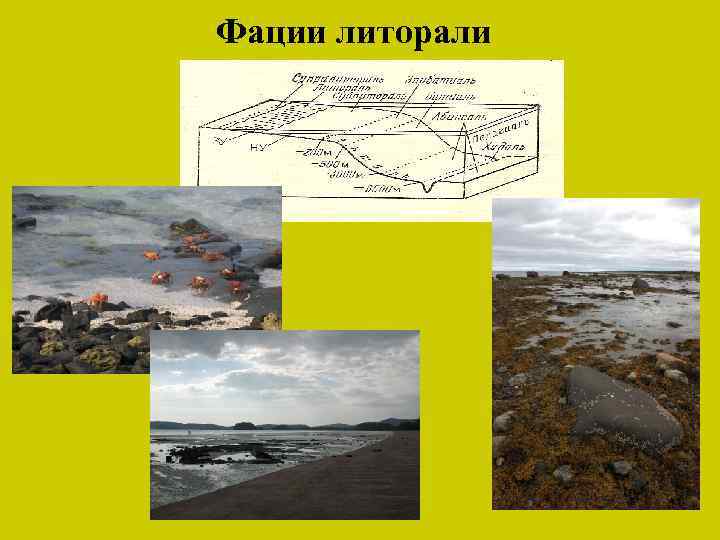 Фации литорали 