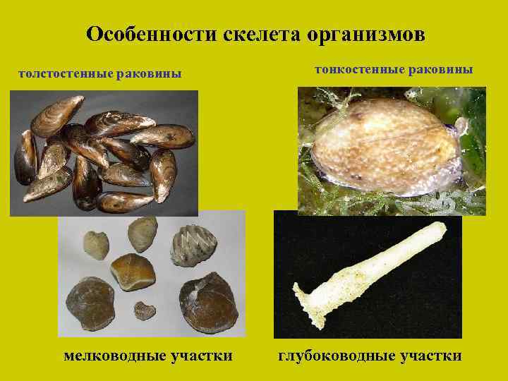 Особенности скелета организмов толстостенные раковины мелководные участки тонкостенные раковины глубоководные участки 