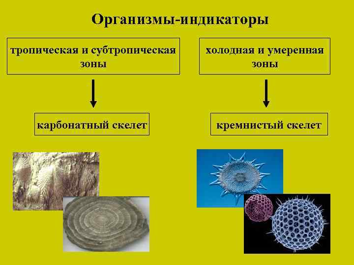 Организмы-индикаторы тропическая и субтропическая зоны карбонатный скелет холодная и умеренная зоны кремнистый скелет 