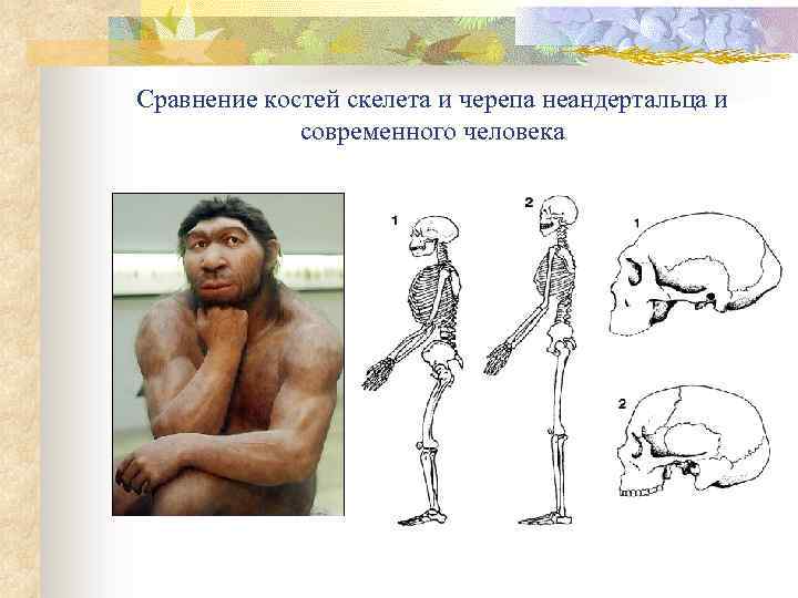 Сравнение костей скелета и черепа неандертальца и современного человека 