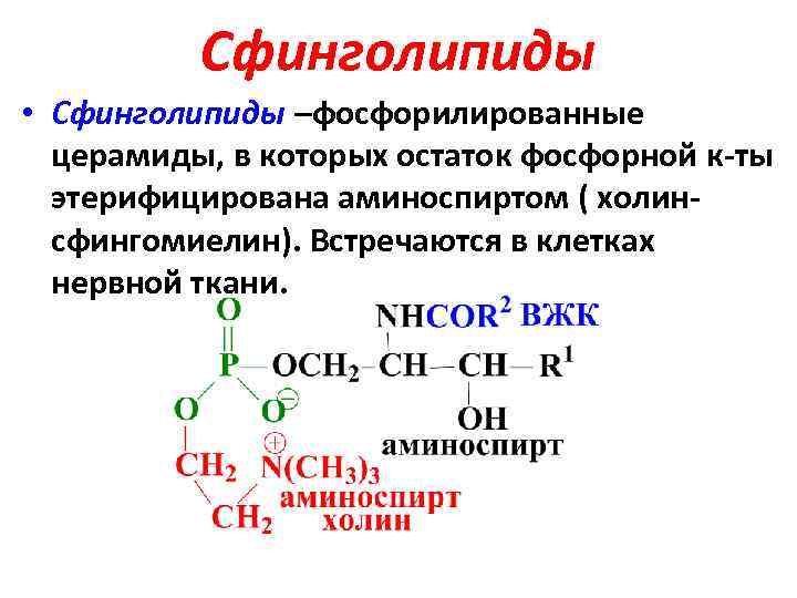 Структура глицерофосфатов и сфинголипидов. Сфинголипиды химическое строение. Строение сфинголипидов биохимия. Сфинголипиды.структура роль. Сфинголипид гидролиз.