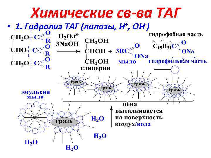 Химические св-ва ТАГ • 1. Гидролиз ТАГ (липазы, Н+, ОН-) 