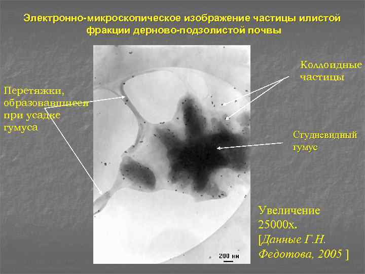 Электронно-микроскопическое изображение частицы илистой фракции дерново-подзолистой почвы Коллоидные частицы Перетяжки, образовавшиеся при усадке гумуса