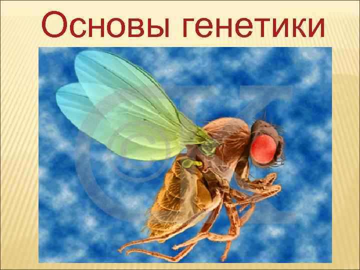 Основы генетики 