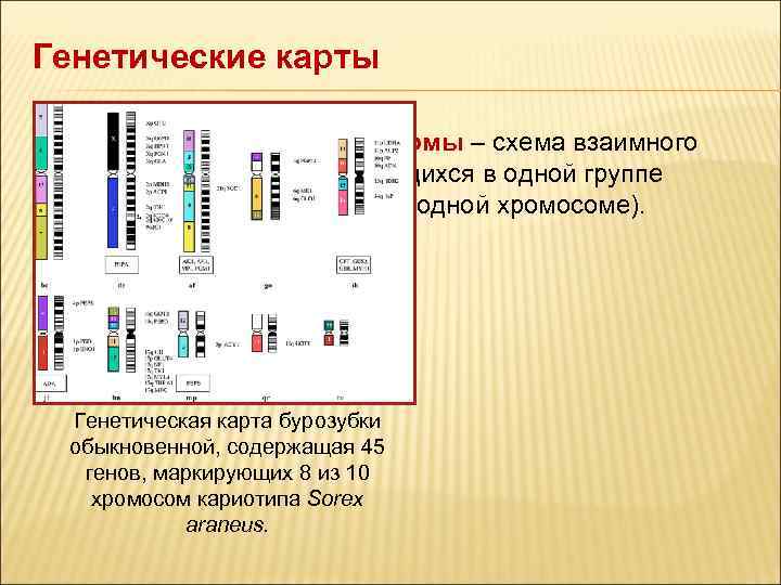 Генетическая карта. Генетические и цитологические карты хромосом человека. Генетика человека хромосомы и генетические карты. Хромосомные карты хромосом человека. Генетическая карта 1 хромосомы человека.