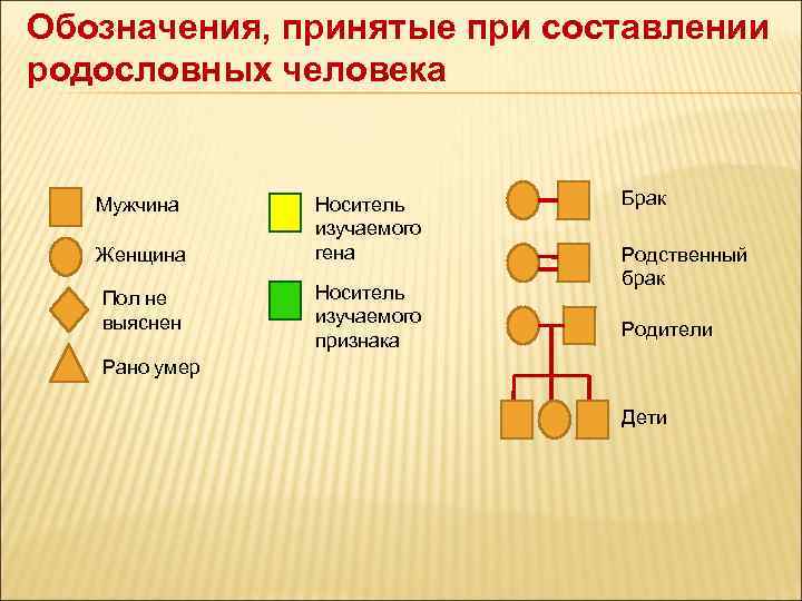 Генетика родословная схема