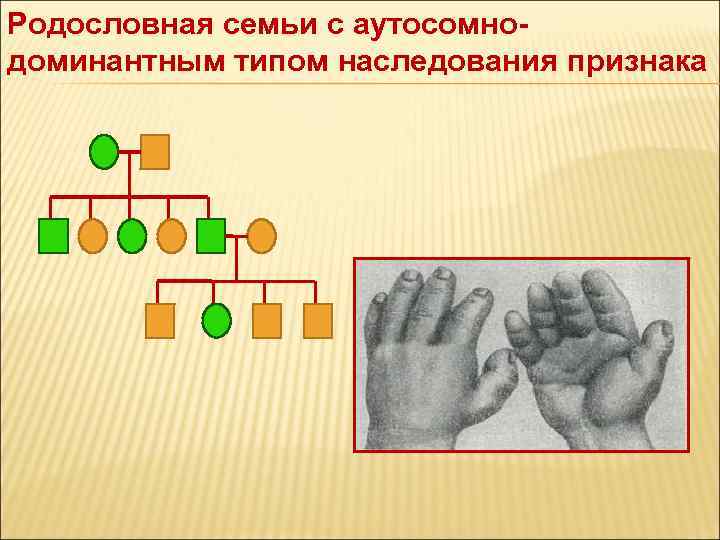 Проект изучение наследования признаков леворукости в семье