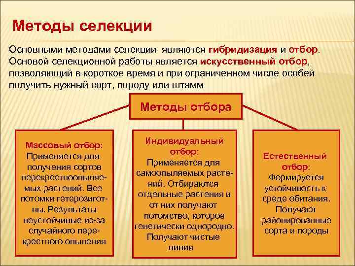 Индивидуальные методы селекции. Основные методы селекции.