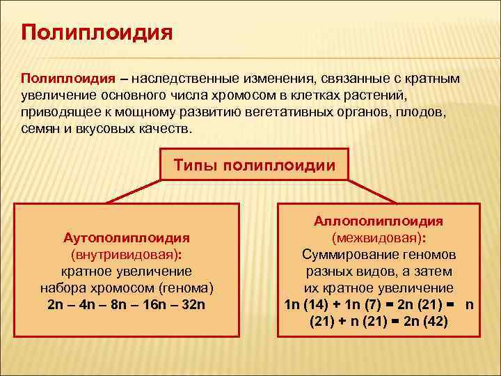 Полиплоидия – наследственные изменения, связанные с кратным увеличение основного числа хромосом в клетках растений,
