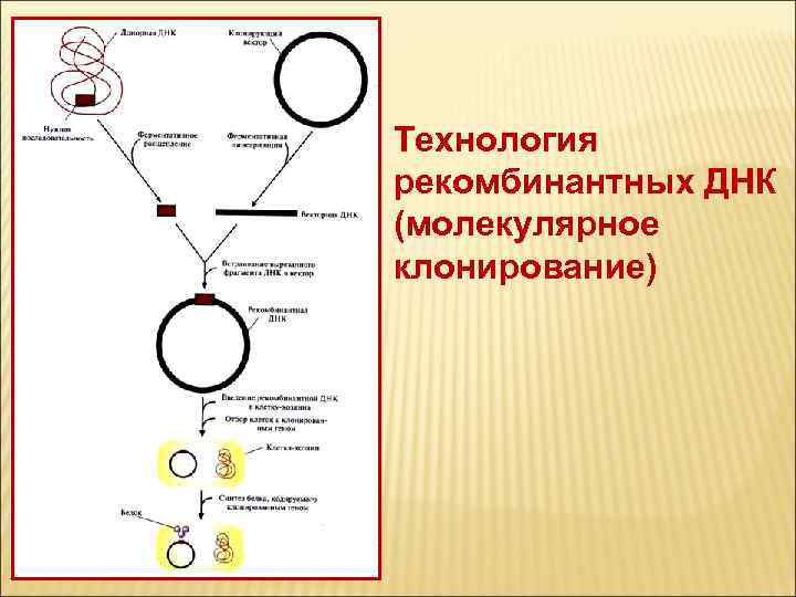 Рекомбинантная днк схема