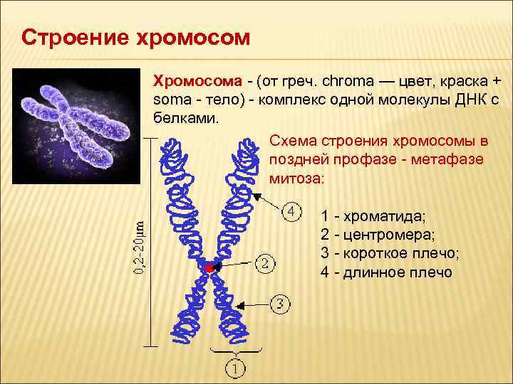 Митоз схема с набором хромосом