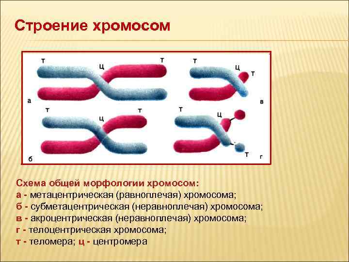 Внутреннее строение хромосом. Структура и функции хромосом схема. Строение хромосомы. Схема строения хромосомы. Строение хромосомы генетика.