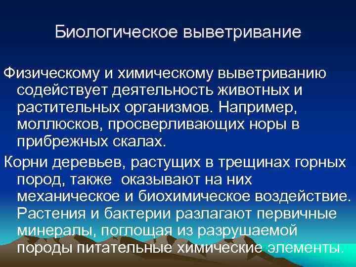 Биологическое выветривание Физическому и химическому выветриванию содействует деятельность животных и растительных организмов. Например, моллюсков,