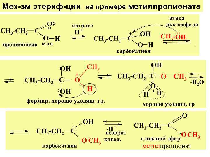 Сложные эфиры содержат карбоксильную группу