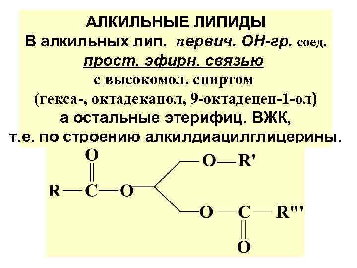 АЛКИЛЬНЫЕ ЛИПИДЫ В алкильных лип. первич. ОН-гр. соед. прост. эфирн. связью с высокомол. спиртом