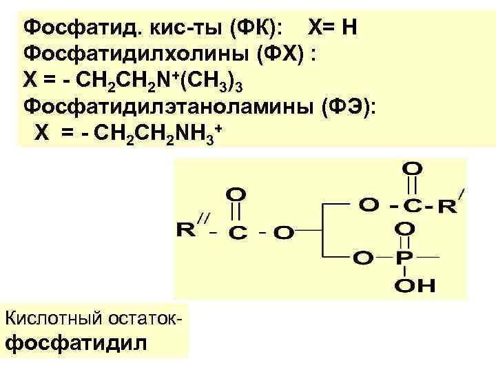 Фосфатид. кис-ты (ФК): Х= H Фосфатидилхолины (ФХ) : Х = - CH 2 N+(CH