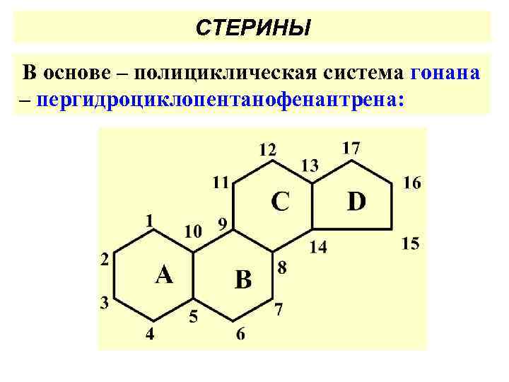 СТЕРИНЫ В основе – полициклическая система гонана – пергидроциклопентанофенантрена: 