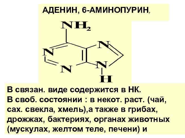 АДЕНИН, 6 -АМИНОПУРИН, В связан. виде содержится в НК. В своб. состоянии : в