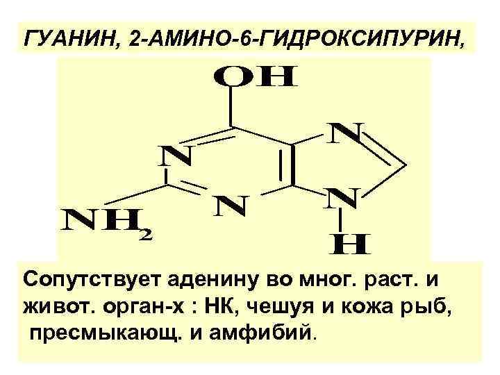 ГУАНИН, 2 -АМИНО-6 -ГИДРОКСИПУРИН, Сопутствует аденину во мног. раст. и живот. орган-х : НК,