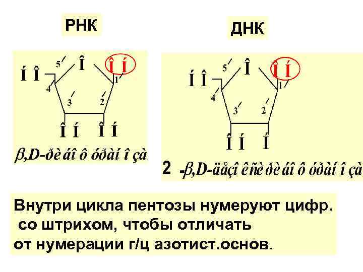 РНК ДНК Внутри цикла пентозы нумеруют цифр. со штрихом, чтобы отличать от нумерации г/ц