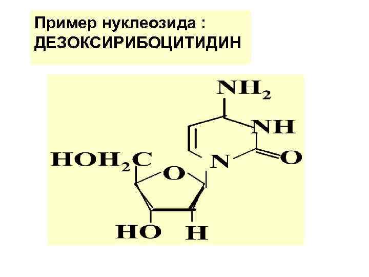 Пример нуклеозида : ДЕЗОКСИРИБОЦИТИДИН 