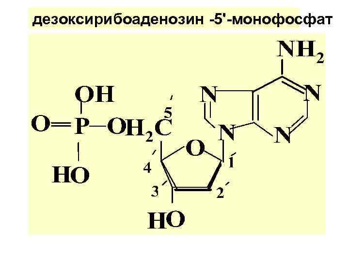 дезоксирибоаденозин -5'-монофосфат 