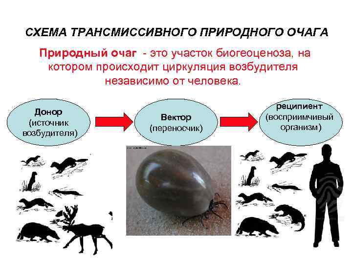 СХЕМА ТРАНСМИССИВНОГО ПРИРОДНОГО ОЧАГА Природный очаг - это участок биогеоценоза, на котором происходит циркуляция