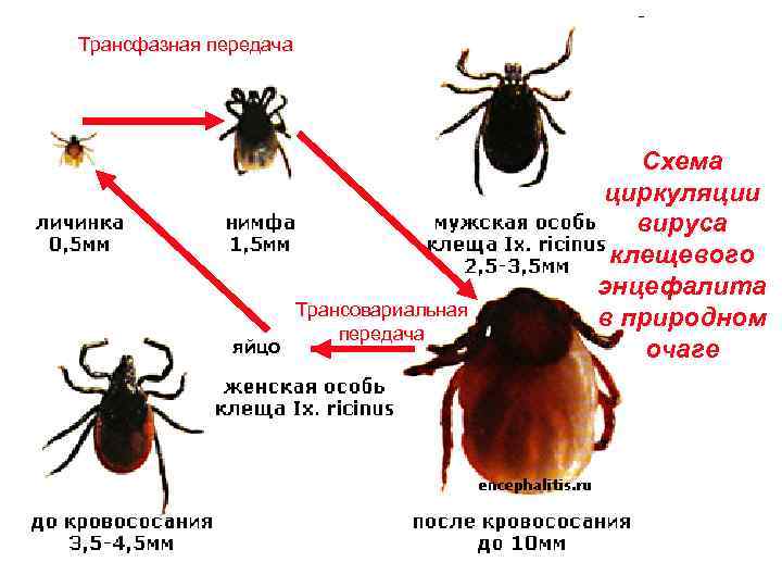 Трансфазная передача яйцо Трансовариальная передача Схема циркуляции вируса клещевого энцефалита в природном очаге 