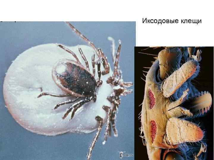 Иксодовые клещи 