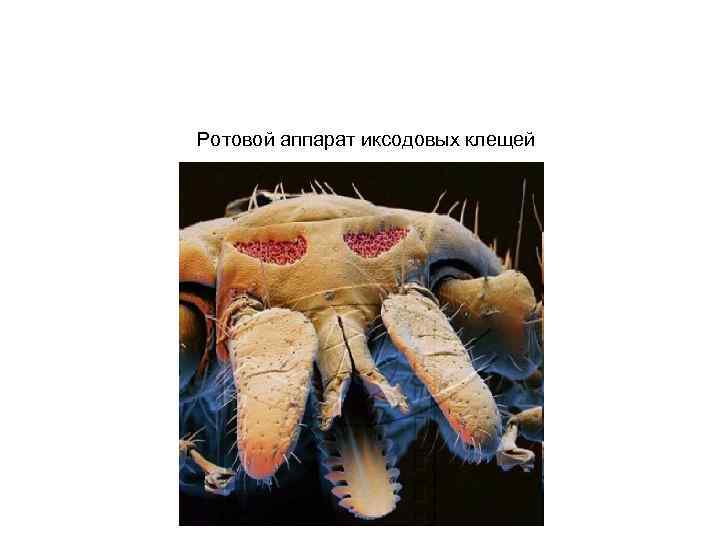 Ротовой аппарат иксодовых клещей 