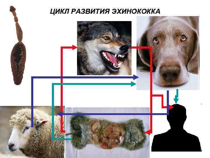 ЦИКЛ РАЗВИТИЯ ЭХИНОКОККА 