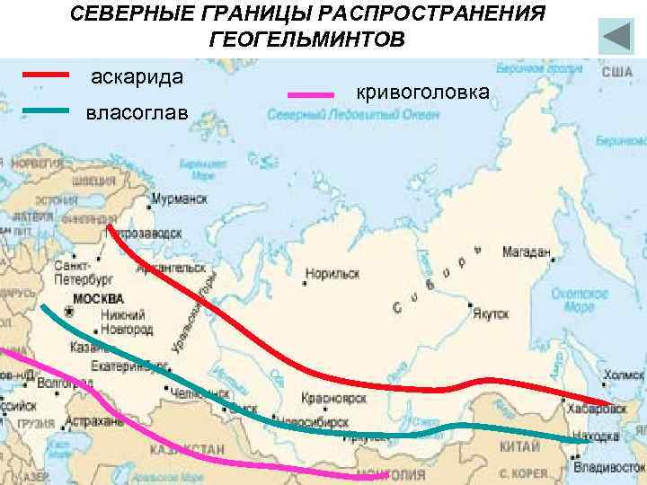 СЕВЕРНЫЕ ГРАНИЦЫ РАСПРОСТРАНЕНИЯ ГЕОГЕЛЬМИНТОВ аскарида власоглав кривоголовка 