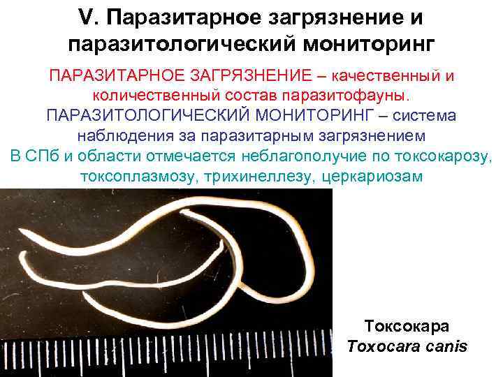 V. Паразитарное загрязнение и паразитологический мониторинг ПАРАЗИТАРНОЕ ЗАГРЯЗНЕНИЕ – качественный и количественный состав паразитофауны.