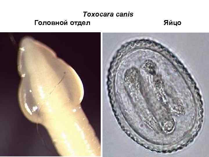 Toxocara canis Головной отдел Яйцо 