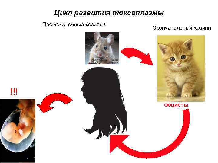 Цикл развития токсоплазмы Промежуточные хозяева Окончательный хозяин !!! ооцисты 