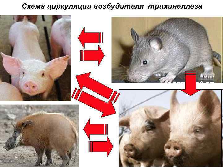 Схема циркуляции возбудителя трихинеллеза 