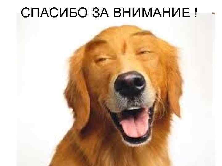 СПАСИБО ЗА ВНИМАНИЕ ! 