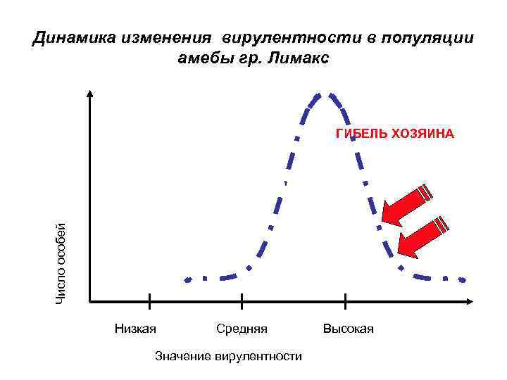 Динамика изменения вирулентности в популяции амебы гр. Лимакс Число особей ГИБЕЛЬ ХОЗЯИНА Низкая Средняя