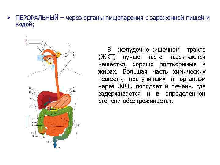 Сквозная пищеварительная система состоит из