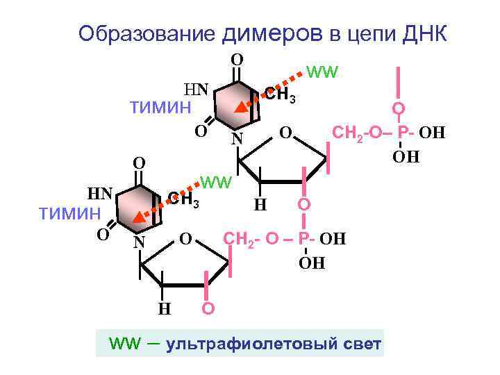 Образование димеров в цепи ДНК О НN СН 3 тимин О Н О СН
